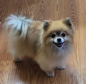 Meet your Posher, Pat